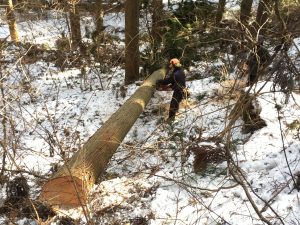 建主さんが自ら、自宅で使う大黒柱（梁桁材）を伐採体験！第5弾　2017～2018年　秋・冬