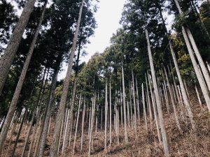 感動体験！南三陸・志津川にてご自宅で使う大黒柱の伐採体験！