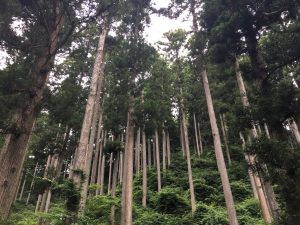 ＜定員になりましたので、お申込みを終了させて頂きました！＞6/6（土）南三陸・志津川にて ,『南三陸杉！』を見る 森林見学ツアーを開催します！